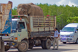 Elefant på lastbil