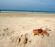 krabba på strand